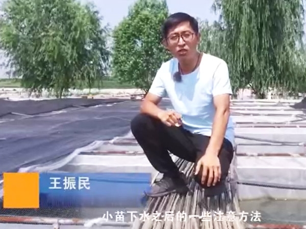 钱柜qg777小苗下水后的注重和操作