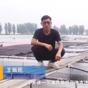 钱柜qg777满月苗的分池要领